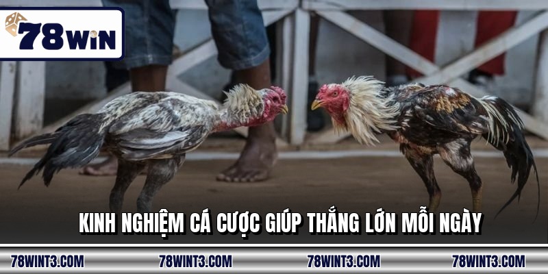 Kinh nghiệm cá cược giúp thắng lớn mỗi ngày
